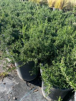 Blowout plant sale