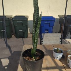 Snake Plant 