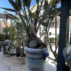 Plants trees pots name ur price