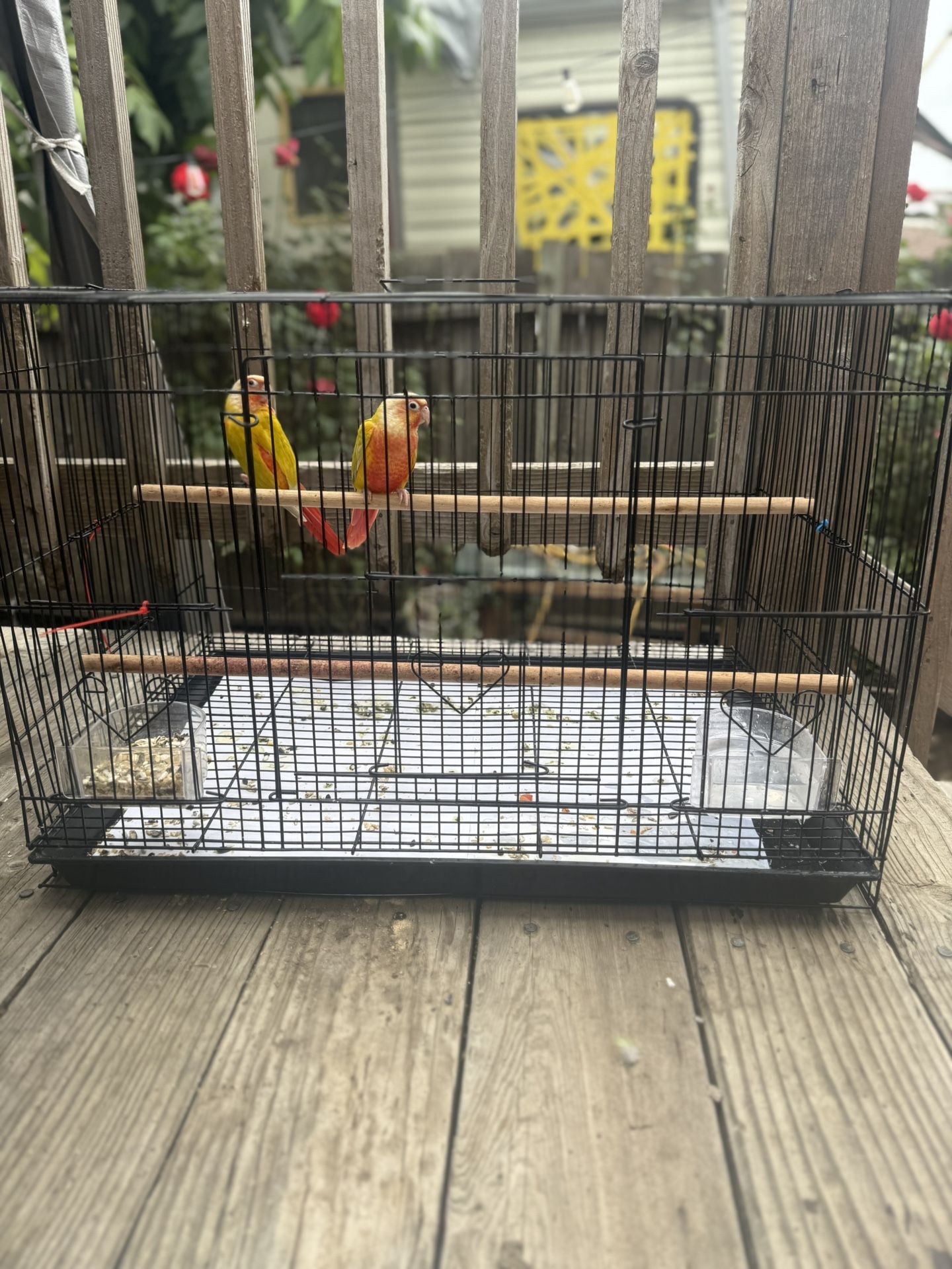 Bird Cage