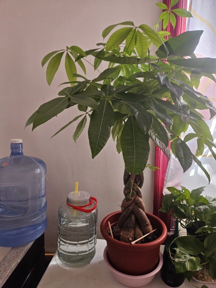 Large Money Tree (Chinatown)