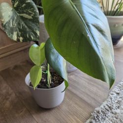 Monstera Deliciosa 