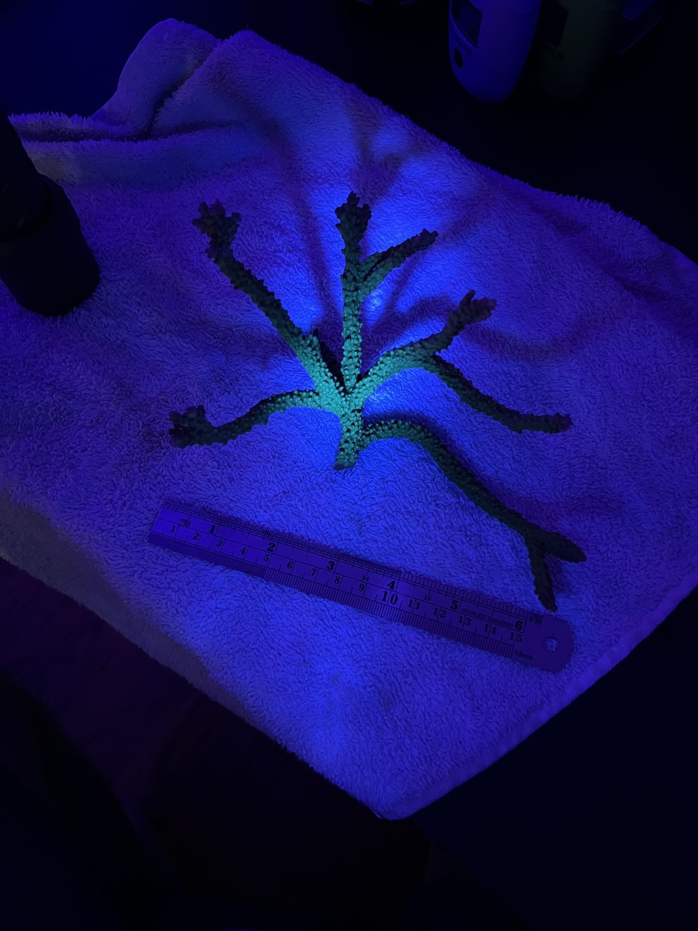 FOR SALE / TRADE — Large Acropora Stag Colony (~7.5”)