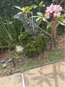 Large rabbit outdoor plant topiary