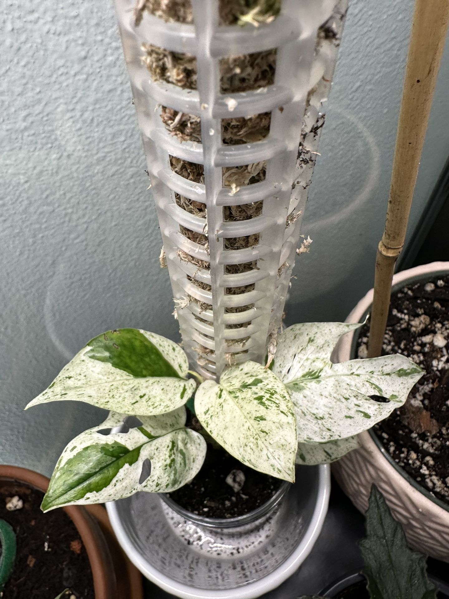 Epipremnum Pinnatum Marble variegated