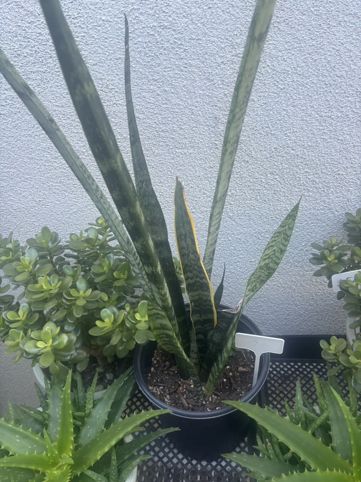 Snake Plant ( Last One)