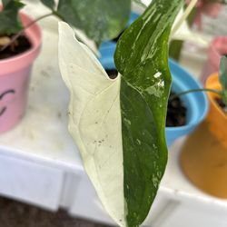 Syngonium Albo Variegated Arrow Head Rare Live Plant Houseplant - 10 each