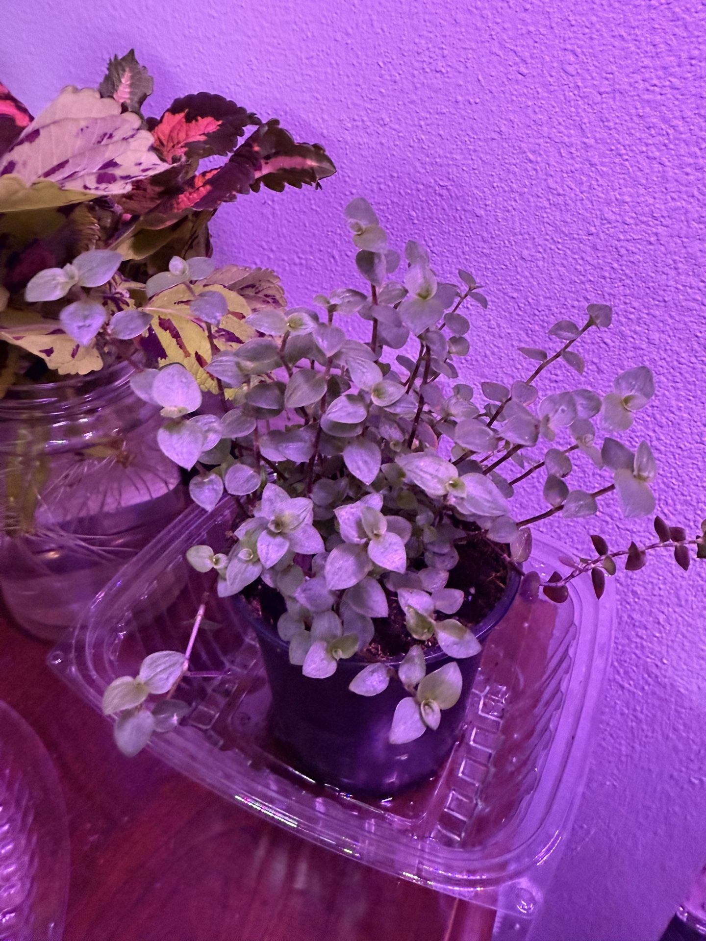 Baby Blue Tears Plant In Pot Very Cute Climbing 