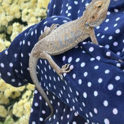 Bearded Dragon And Enclosure (little Less Than Two Years Old)