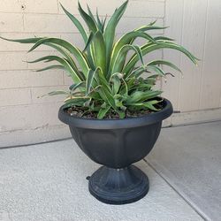 Large Smooth Agave Plant