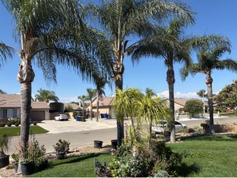 Queen palms for sale