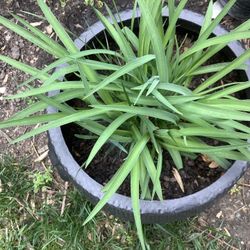 Plants.   Stella De Oro lilies 