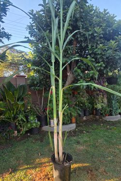 Plant De caña dulce