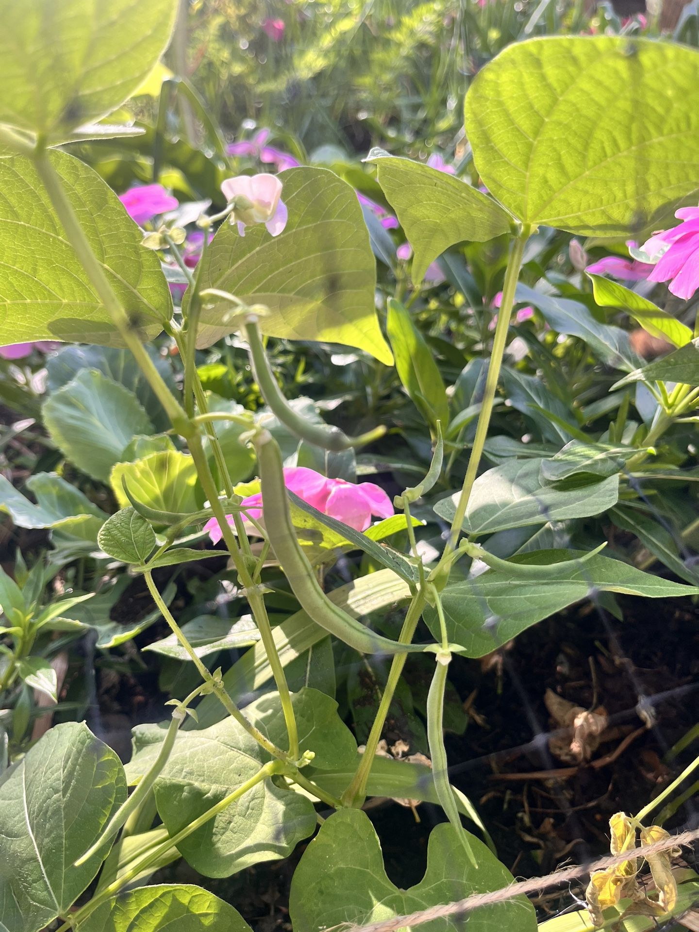 Kentucky Pole Bean Plant 4 Plants For $10 Homegrown Organic Garden