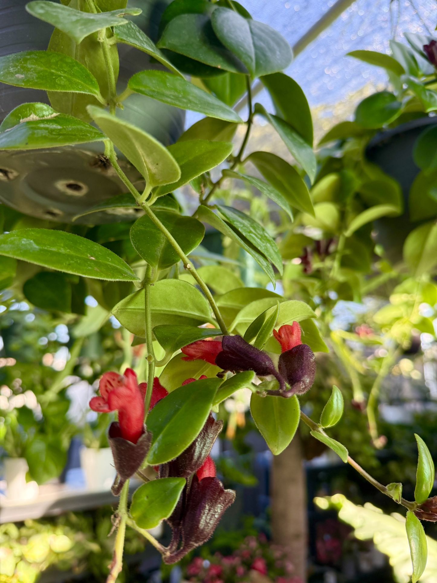 Plants (8”hanging pot🌿Monalisa Lipstick 💄)