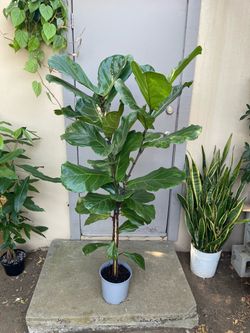 Ficus Lyrata Fiddle Leaf Fig Tree House Plant 8.5” Pot