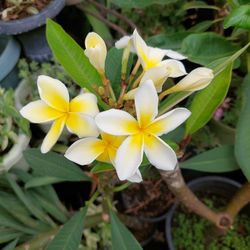 Plumeria Plant
