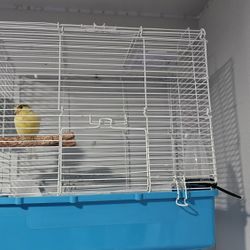 Canary Bird Cage 