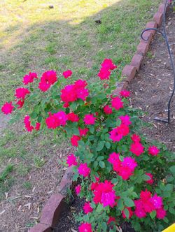 FRESH CUT ROSE'S YOU PICK