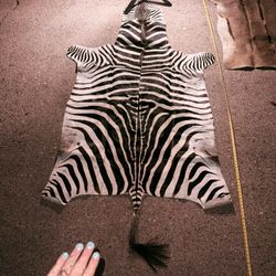 Authentic African Zebra Hide for Sale #5 of 5