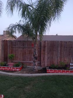 Palm tree.