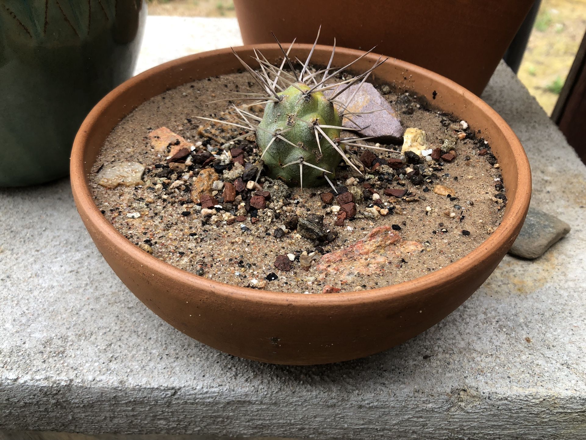 Mini Cactus in Rustic Clay Bowl