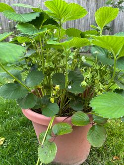 Strawberry plants