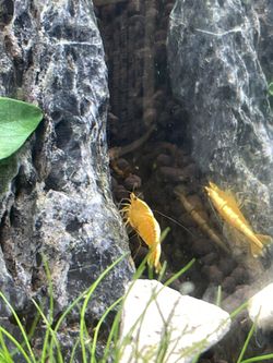 Lil Homies In The Water