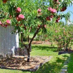 Babcock White Peach Trees 🌳🍑🤍