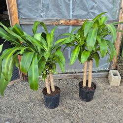 Dracaena Plant 10" Pot $13 Each