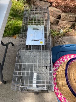 Raccoon trap