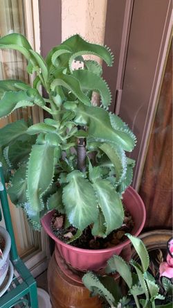 Succulent, mother of millions