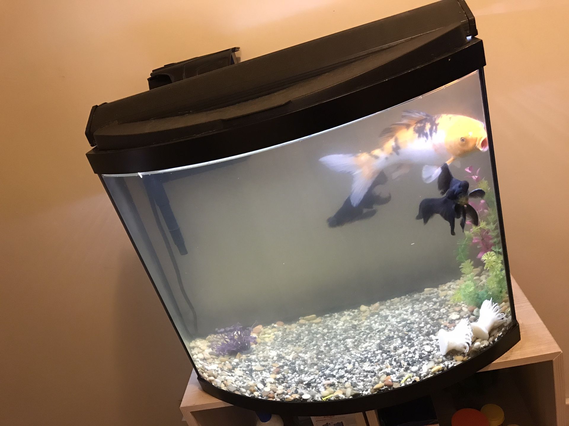 Fish tank only no fish