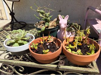 5 Small succulents with pots 7 Dollars for everything