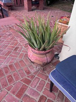 3 Aloe Vera planters