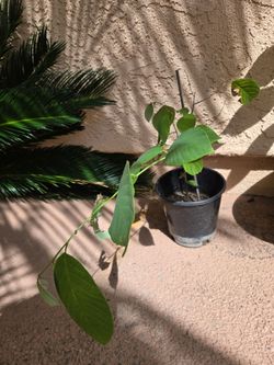 Cheramoya 2 ft. Tall