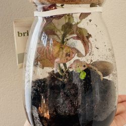 Plants
