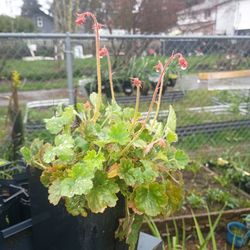 Pink alum root plant