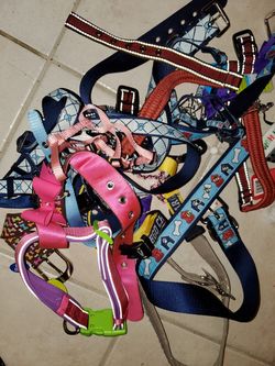 Dog leashes and costumes