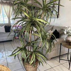 Faux Plant 70” Tall