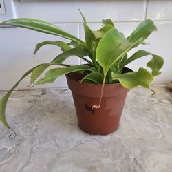 Nepenthes Carnivorous Pincher Plant
