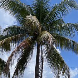 Coconut Tree