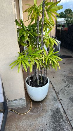 Plants