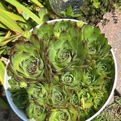 Hens & Chicks