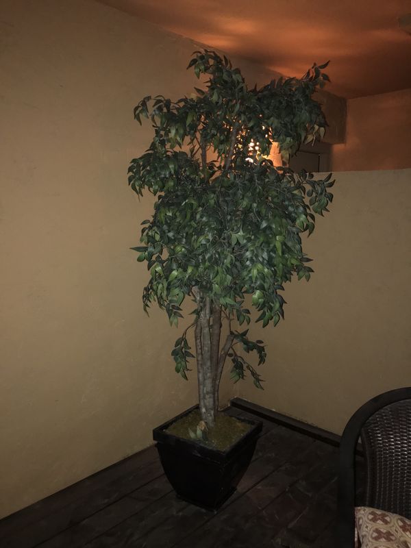 Tall artificial ficus tree for Sale in Phoenix, AZ OfferUp