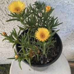 1 Gallon Pot Succulent Plant - Yellow Lampranthus Multiradiatus - Creeping Redflush - Rooted & Established - Drought Resistant - 🪴Blooms on Spring an