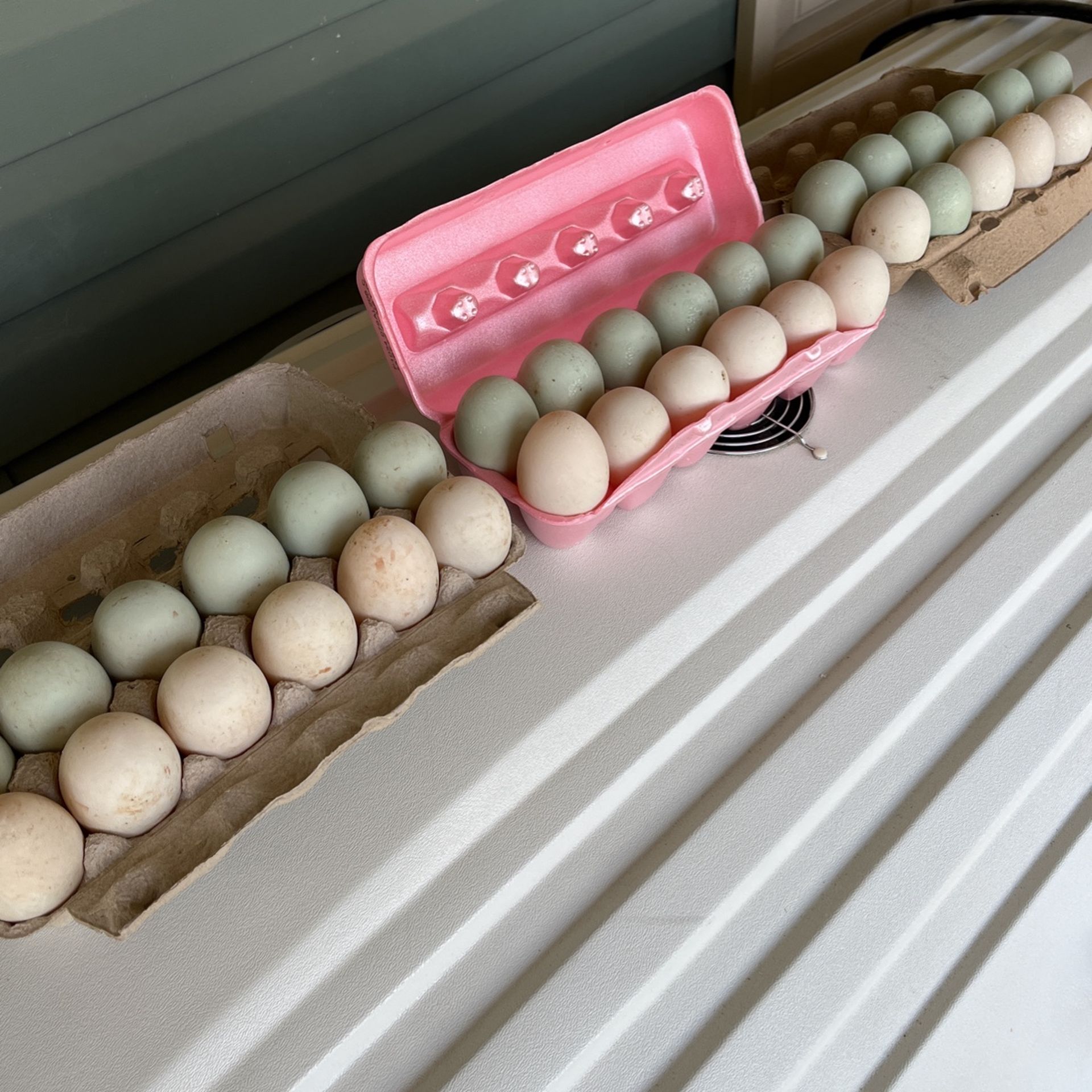 eggs