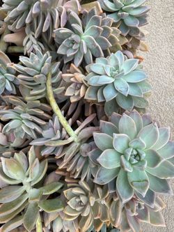 Mixed Succulent Cuttings — Sold by 5-Gallon Bucket