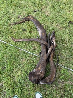 Giant Driftwood