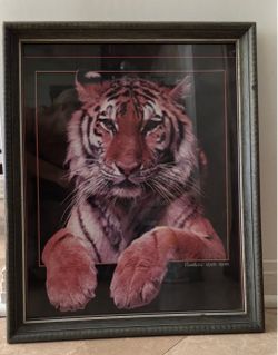 Beautiful Vintage Tiger Photograph